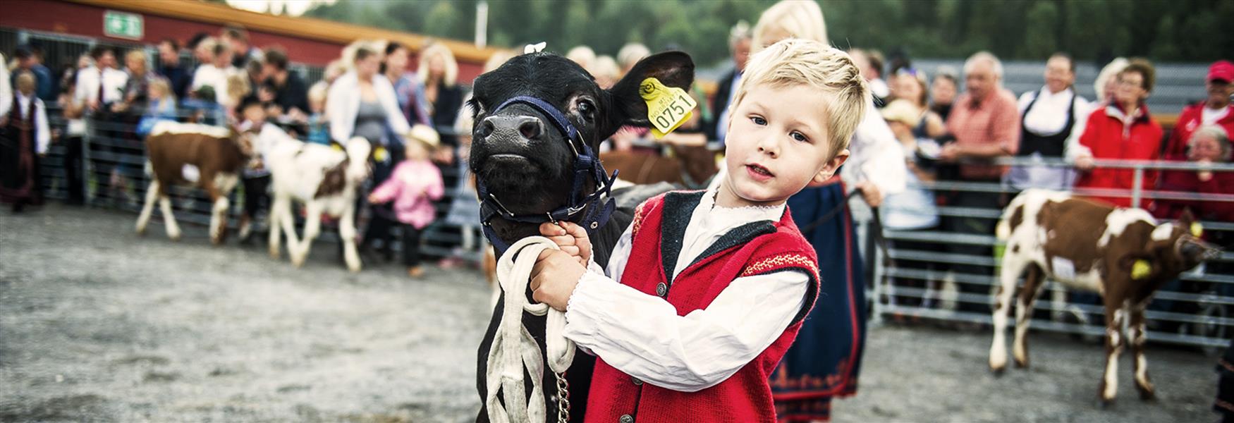 Liten gutt som presenterer kalven sin på Dyrsku'n i Seljord i Telemark