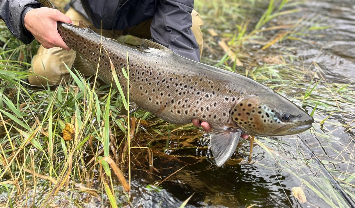 Introduksjonskurs i fluefiske