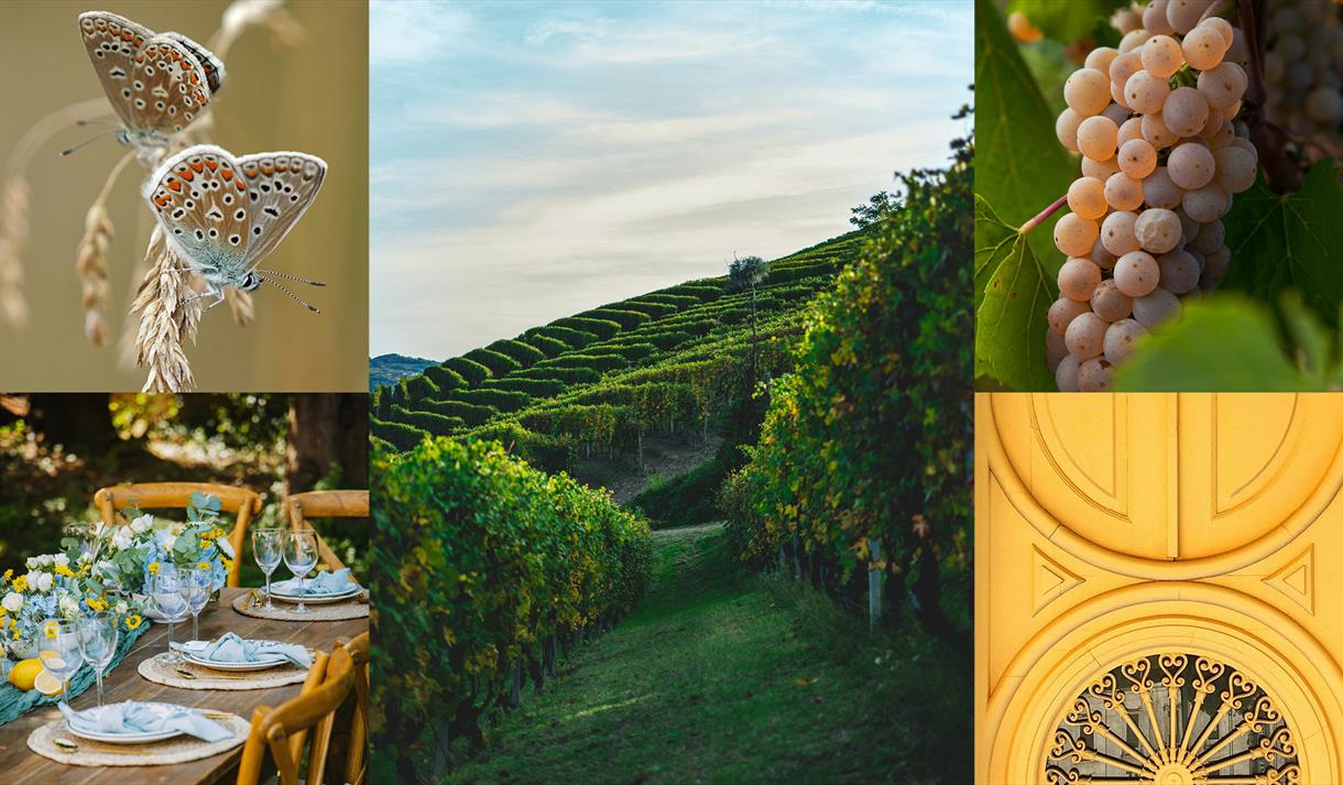 bildecollage vin og italiensk natur