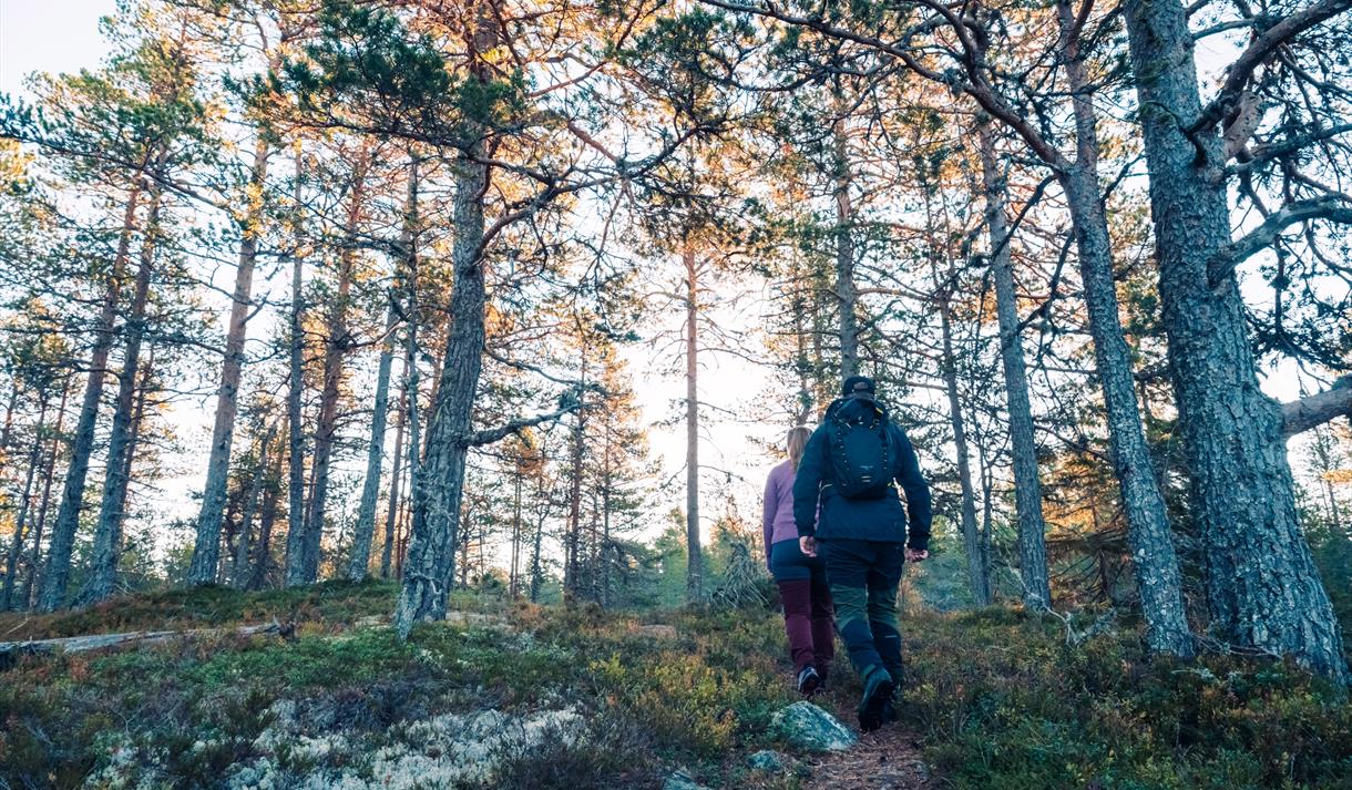 To personer går på en tursti i skogen på høsten