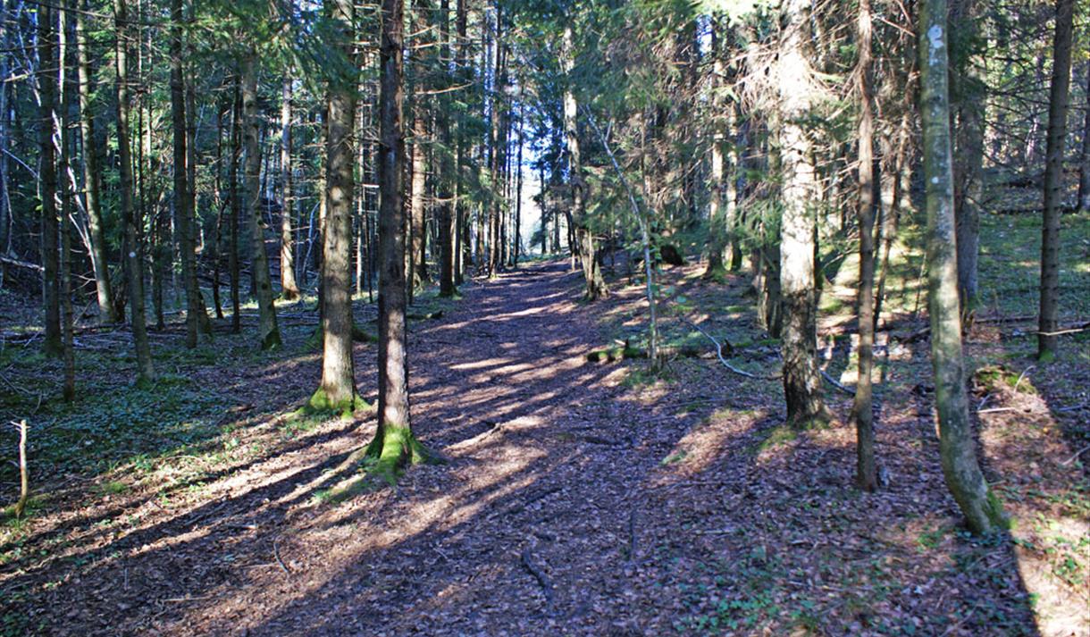 the forest at Tangvald nature reserve