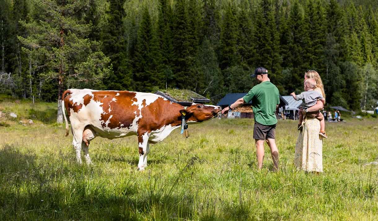 Barnefamilie hilser på kyrene ved Bjordal Stule.