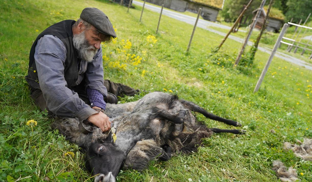 Klypping av sau på Vest-Telemark museum Eidsborg