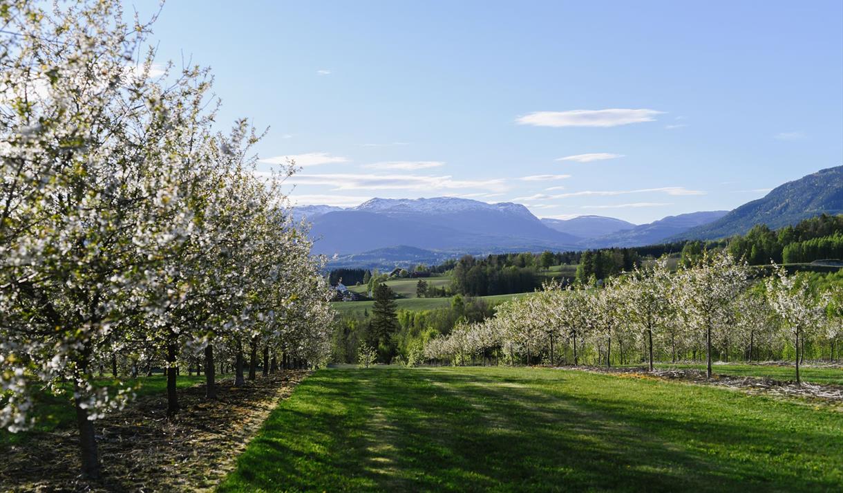 frukttrærne på Lindheim Ølkompani