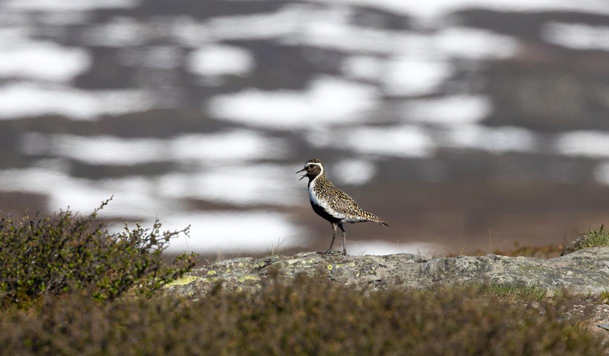 Fugletitting i høyfjellet