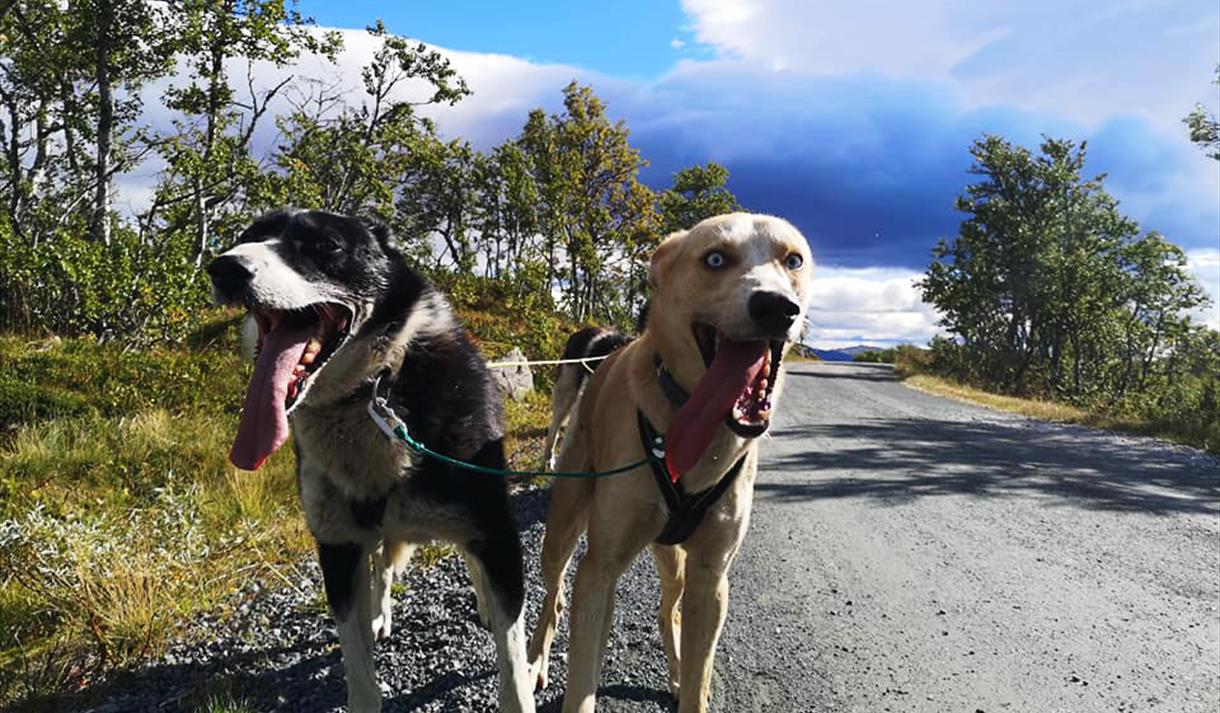 dogs from Telemark Husky Tours pull carriage in summer