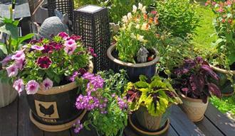 blomster i hagen