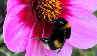 Humle på blomst
