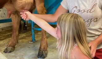 Cow milking - farm experience