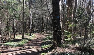 Hiking: Grasmyr - Rognsåsen