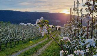 flowering apple trees