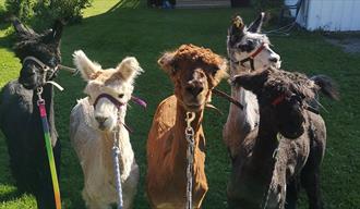 flock with Alpaca on Svenseid Alpaca