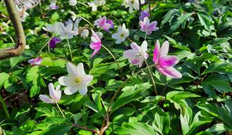 Hvitveiseventyret på Jomfruland