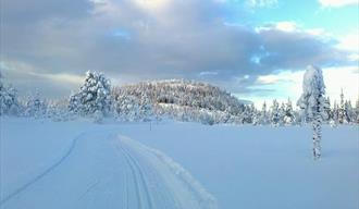 skispor med snødekte trær