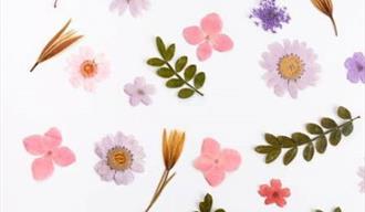 hvit bakgrunn med blomster i rosa. lilla , hvittt med gult i midten og gule strå