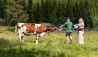 Barnefamilie hilser på kyrene ved Bjordal Stule.
