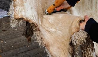 Vaskedagar, garving av skinn og tilbod om riding