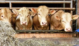 happy cows at Tveitan Gård