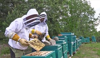 2 beekeepers look at the hives