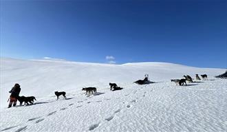 Dog Sledding at Gausta