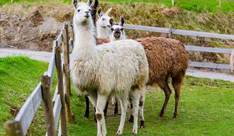 lama på Hulfjell gård