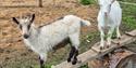 goats at Midtbøen Farm