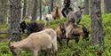 goats at Midtbøen Farm