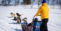 på hundesledetur med Telemark Husky Tour om vinteren