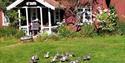 ducks at the herb farm Auen urtegård in Siljan