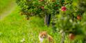 cat in the apple orchard