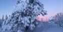 snødekte trær med blå og rosa himmel