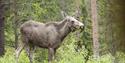 moose