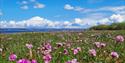 blomstrende strandnellik