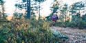 To personer går på en tursti i skogen