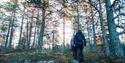 To personer går på en tursti i skogen på høsten