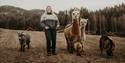 Alpaca walking at Midtbøen Farm