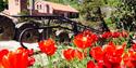 tulips in front of the Telemark Art Museum in Notodden