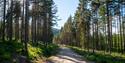 cycle path the cultural round runs through the forest in Drangedal