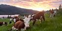 Herefordku i grønn eng på flatland gård