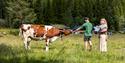 Barnefamilie hilser på kyrene ved Bjordal Stule.
