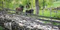 stone fence and horses