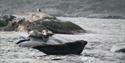 Seals at Ålekråkeskjæra