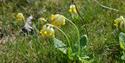 The flower cowslip at Øitangen