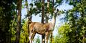 llamas at Foldvik family park