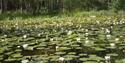 Water lilies at Tårntjernet