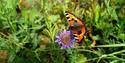 butterfly on a flower