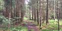 Path through the wood at Sandøya in Porsgrunn