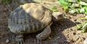 skildpadde på Brekka Gård