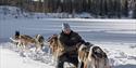 hundesledekjøring