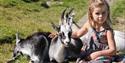 liten jente med 3 geiter på barnas seter på Vierli